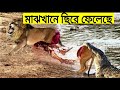 ভুল প্রানির সাথে লরতে আসলে এমনি হয় Animal moments (Part 2)