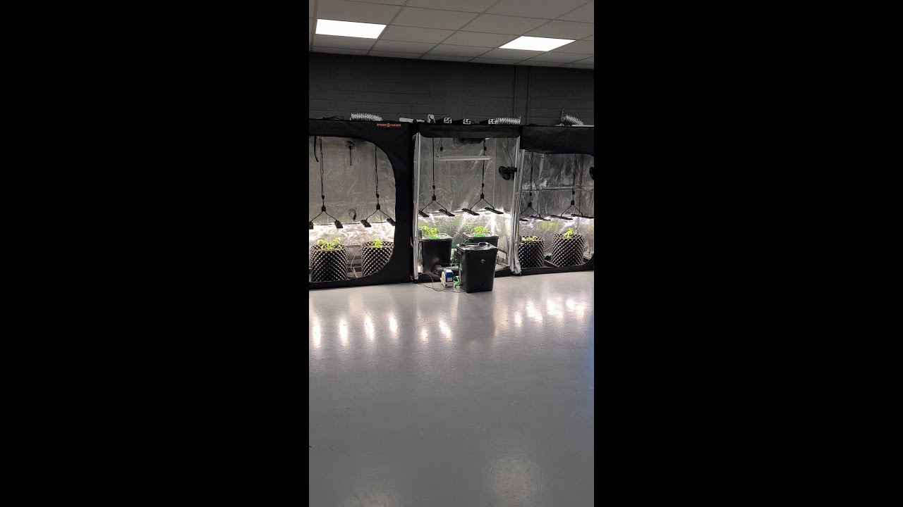 Soil Vs Hydro Vs Coco Week 4