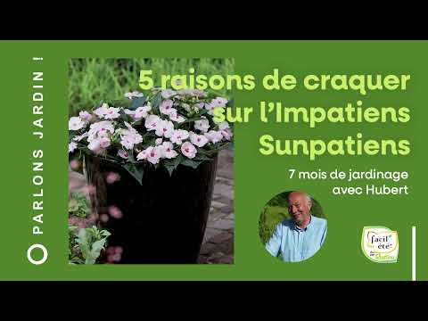 Vidéo: Sunpatiens Plant Care - Cultiver des plantes Sunpatiens dans le jardin