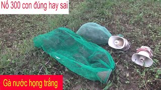 Thật hư ( Đánh gà nước họng trắng/ Bụng trắng ) Nổ 300 con đúng hay sai