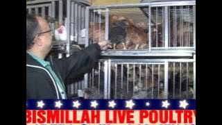 TVC BIsmillah Live Poultry NY2013