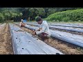 SMART FARMING HACK: EASY CHILI SEEDLING PLANTING WITH BARE HANDS!-agriculture farming