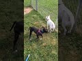 Austin video