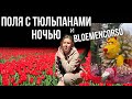 Нидерланды. Парад цветов и тюльпановые поля ночью.