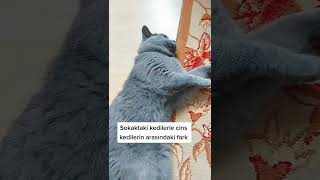 Sokak kedileriyle cins kedi arasındaki fark part 1