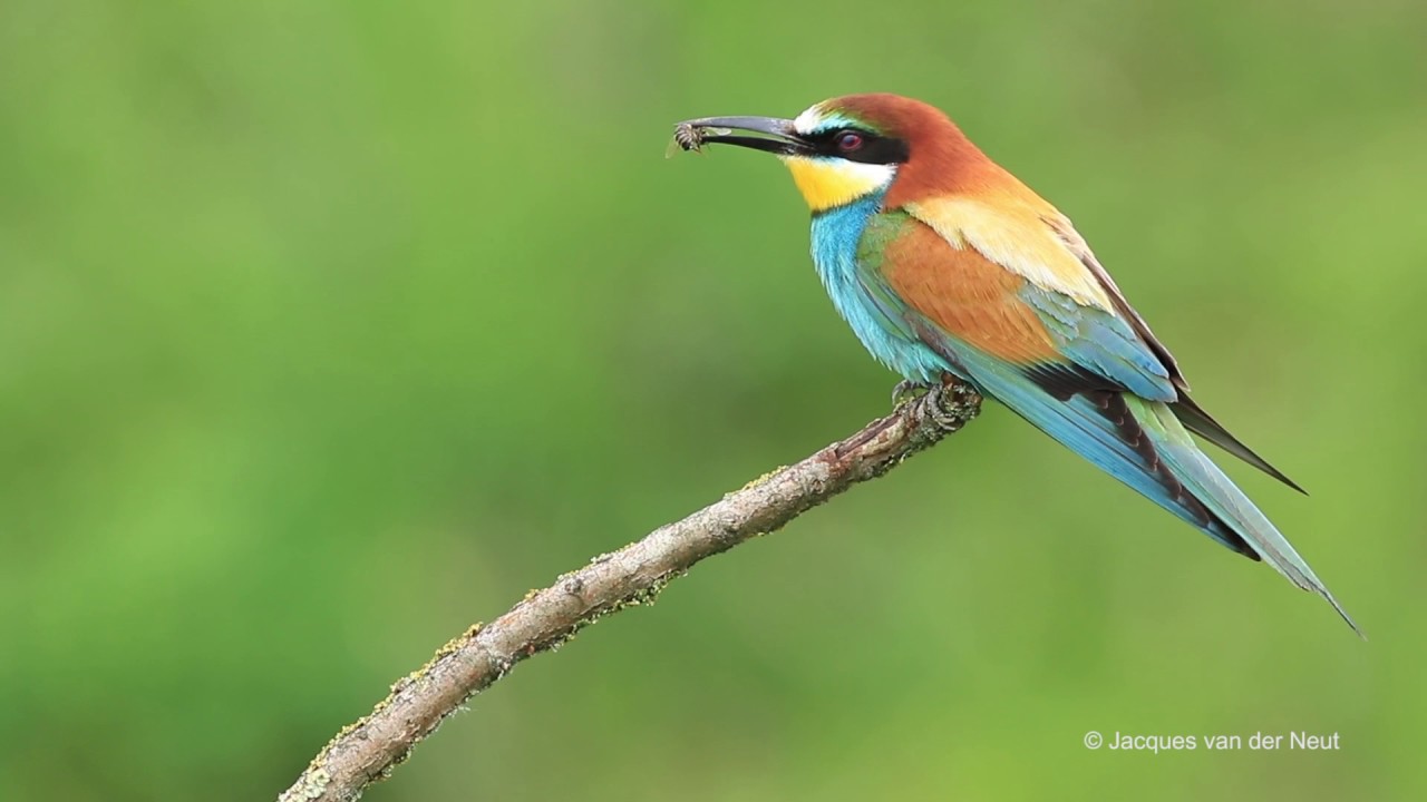 Bijeneter husselt met bij in de bek