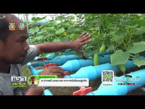 ปลูกแตงกวาไร้ดิน | 05-09-59 | เช้าข่าวชัดโซเชียล | ThairathTV