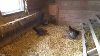 chicken coop floor litter 1