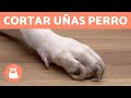 ¿Cómo cortar las uñas de tu perro en casa? 🐶 PASO A PASO CON TRUCOS