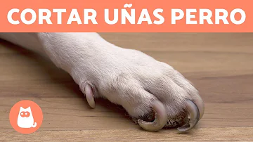 ¿Hasta dónde se cortan las uñas de los pies de un perro?