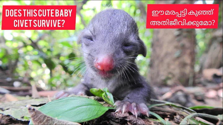 Video 48701: kitten cute adorable baby, cat cute baby