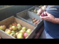 Tasting the king david apple at the apple farm in philo