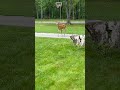 Deer politely walks away... #anime #goku #dragonballz