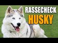 Alaskan Malamut & Siberian Husky Rassecheck - Rasseportrait, Rassebeschreibung, Informationen