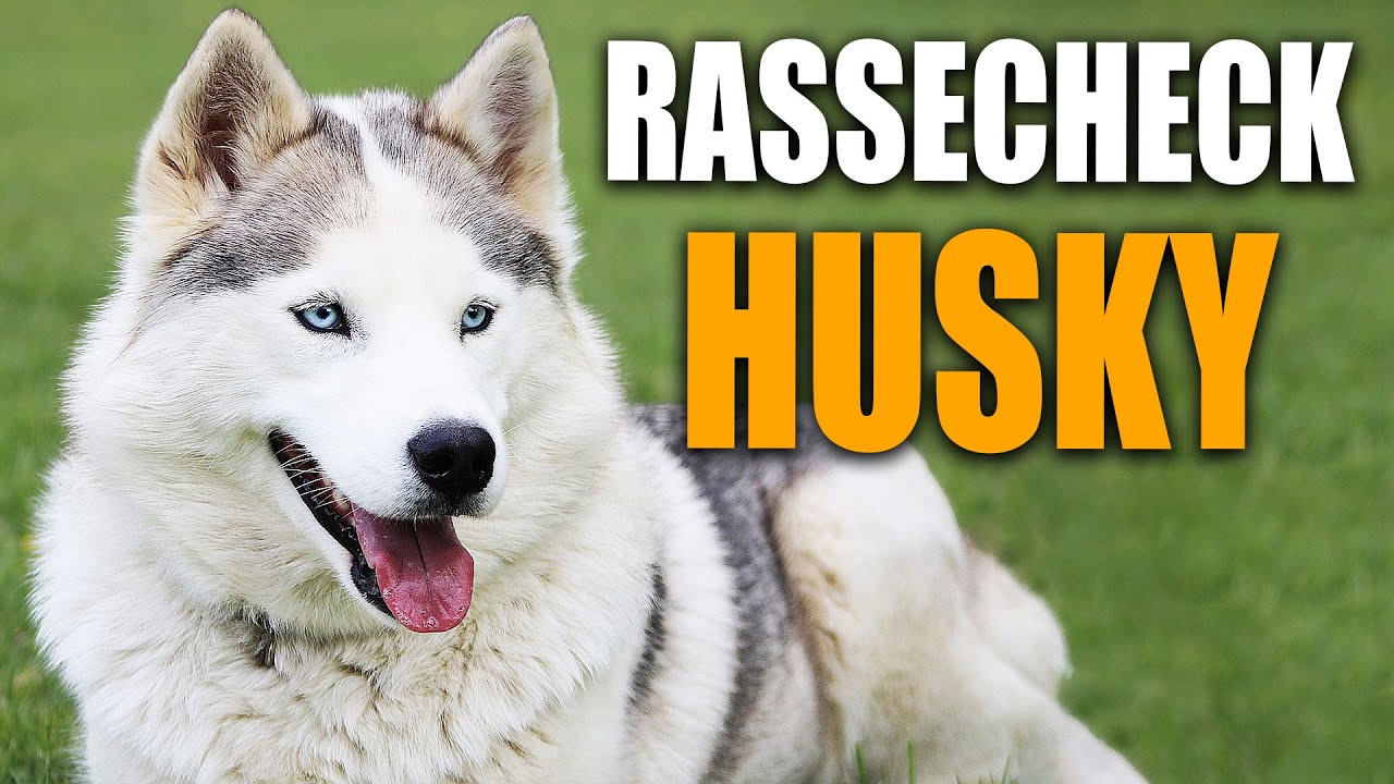 FUNNIEST Huskies 😂 | BEST Compilation of Dogs