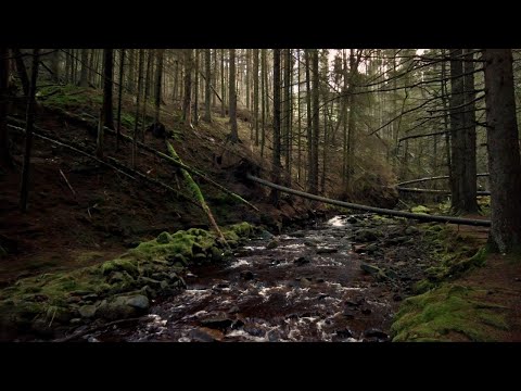 The Snake Woodlands Walk, English Countryside 4K