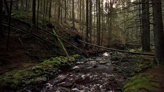 The Snake Woodlands Walk, English Countryside 4K