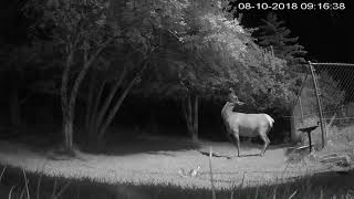 Cow elk stripping trees. by Brandi Nichols 40 views 5 years ago 20 seconds