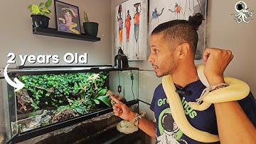 Ball Python Bioactive Enclosures are Not for YOU!