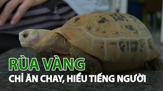 Rùa Núi Vàng giá bao nhiêu? Thông tin chi tiết về Rùa Núi Vàng