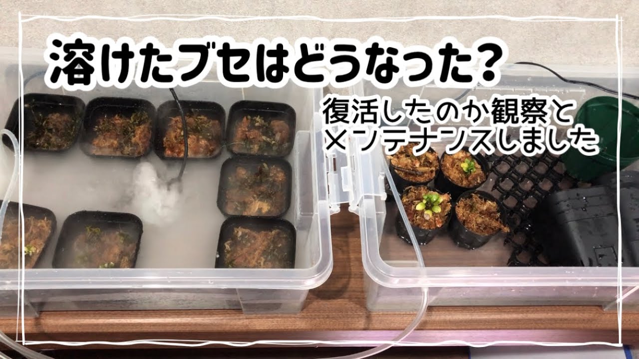 I observed what happened to the bucephalandra that melted in the