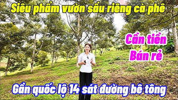 Vườn sầu riêng cà phê gần ngay quốc lộ 14.sát đường bê tông . Có Nhà có điện rẻ đẹp
