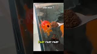 Goldfish is hungry, but still cute #shorts #goldfish #hungrygoldfish #underwater #cutefish