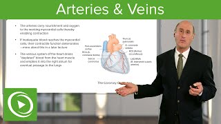 Arteries & Veins - Cardiology | Lecturio