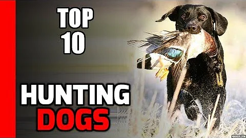 Top 10 Hunting Dog Breeds
