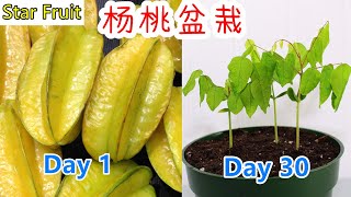 这个盆景太可爱了！种杨桃盆栽, 种子盆栽, 身边的种子16 How to grow star fruit from seeds? (English Subtitle)