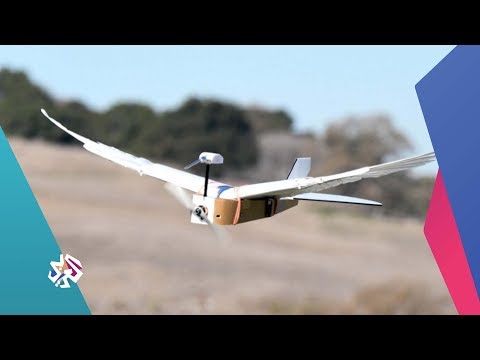 علماء أميركيون يطورون طائرة دون طيار باستخدام ريش الحمام العربي اليوم