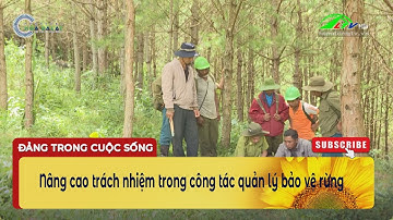 Nâng cao trách nhiệm trong công tác quản lý bảo vệ rừng I  Lâm Đồng TV