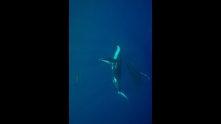 Whales & freedive