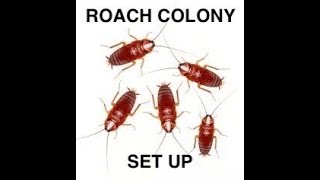 Setting up a Red Runner Roach Colony