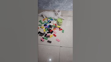 funny cat #satisfying reverse video #asmr sounds #stonebeads #trending short video