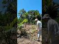 plantando bananeira na agrofloresta #agrofloresta #incrível #bananeira #felicidade .