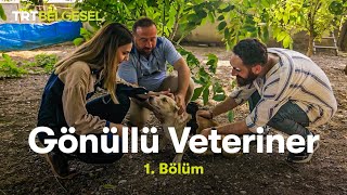 Gönüllü Veteriner | 1. Bölüm | TRT Belgesel