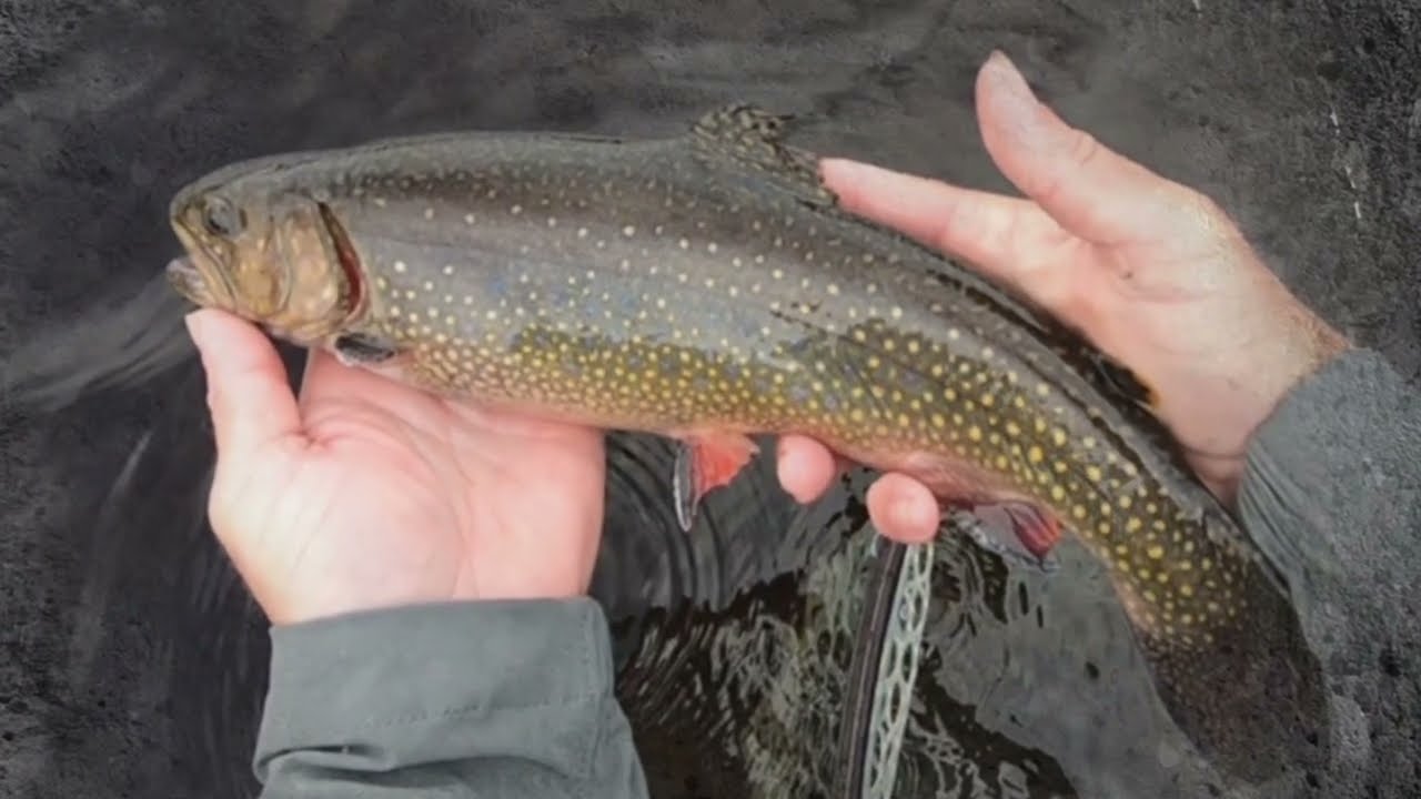 Roadside Brook Trout Fishing on Saco Lake | 