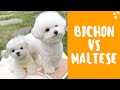 Bichon Frise vs Maltese - Which Dog Breed is Better? Best Small Dog Breeds