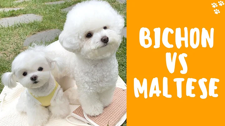 Bichon Frise vs Maltese - Which Dog Breed is Better? Best Small Dog Breeds - DayDayNews