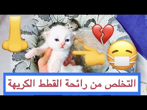 فيديو: كيفية إزالة رائحة القطط