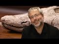 Unveiling Tiktaalik The Evolutionary Link Between Water And Land