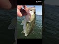 #freshwaterfish #bigbass #gamefish #biggestfish #largemouthbass #bass #viralshorts #bassfishing