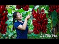 How to harvest Red Banana & Goes to the Market sell -Harvesting and Cooking | Daily Life