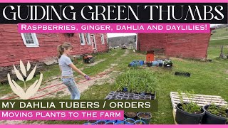 DAHLIA TUBERS // ORDERS // RASPBERRIES, DAYLILY SEEDLINGS, GINGER &amp; PRE-SPROUTED DAHLIAS // TULIPS