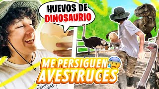 24 HORAS CON AVESTRUCES @ParquePanaca | LA GRANJA DEL BORREGO