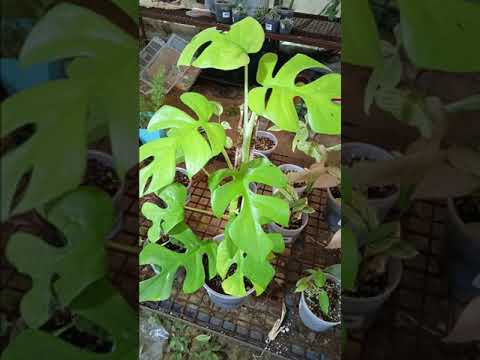 نبات الرافيدو فورا