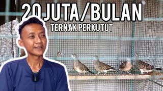 dapat jutaan rupiah dari Ternak Burung perkutut  #fakultasburung #ternakperkutut