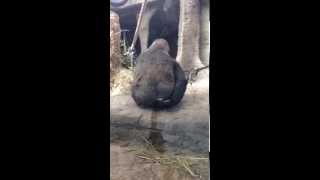 Gorilla eats his own poop - madrid