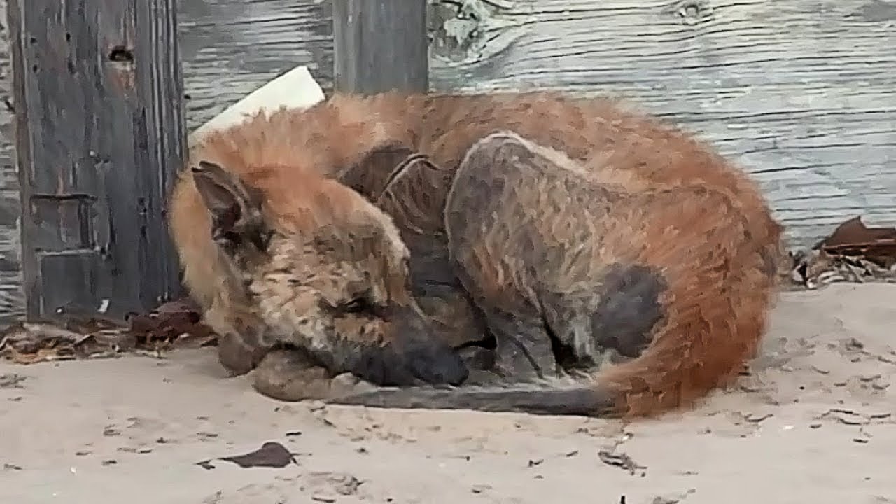 Surrendered to Cruelty, Curled in Fear… An Abandoned Soul Searching for One Moment of Warmth.